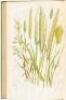 The British Grasses and Sedges