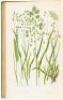 The British Grasses and Sedges - 2