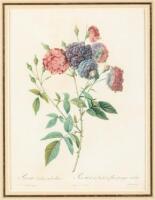 Rosa Indica subriolacea - Rosier des Indes a fleurs presque violettes