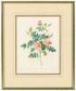 Rosa Rubiginos flore semi-pleno - Rosier Rouille a fleurs semi-doubles - 2