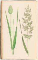 A Natural History of British Grasses