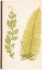 Ferns: British and Exotic - 2