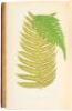 Ferns: British and Exotic - 3