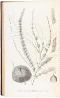 A Report Upon the Trees and Shrubs Growing Naturally in the Forests of Massachusetts