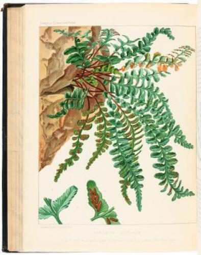 European Ferns