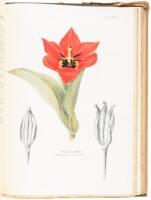 Notes on Tulip Species