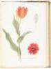 Notes on Tulip Species - 2