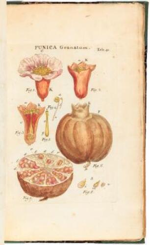 Tabulae Iconum Centum Quator Plantarum ad Illustrationem Systematis Sexualis Linnaeani