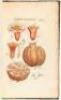 Tabulae Iconum Centum Quator Plantarum ad Illustrationem Systematis Sexualis Linnaeani