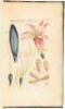 Tabulae Iconum Centum Quator Plantarum ad Illustrationem Systematis Sexualis Linnaeani - 2