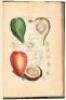 Tabulae Iconum Centum Quator Plantarum ad Illustrationem Systematis Sexualis Linnaeani - 3