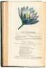 Flores Poetici. The Florist's Manual: Designed as an Introduction to Vegetable Physiology and Systematic Botany for Cultivators of Flowers. - 4