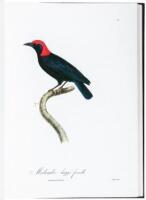 Songbirds of the Torrid Zone