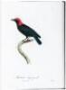 Songbirds of the Torrid Zone