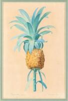 Bromelia Ananas - Ananas Cultiv&eacute;