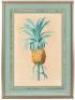 Bromelia Ananas - Ananas Cultiv&eacute; - 2