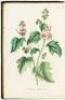 Medical Botany: Or, History of Plants in the Materia Medica of the London, Edinburgh, & Dublin Pharmacop&aelig;ias Arranged According to the Linn&aelig;n System - 2