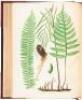 The Ferns of North America: Colored Figures and Descriptions