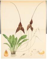 The Genus Masdevallia: issued by the Marquess of Lothian, K.T.; Chiefly from Plants in His Collection of Orchids at Newbattle Abbey. Plates and Descriptions by Miss Florence H. Woolward; with Additional Notes by F.C. Lehman (German Consul in the Republic 