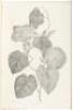 Illustrations of the Botany of Captain Cook's Voyage Round the World in H.M.S. Endeavour in 1768-71... Australian Plants