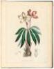 Illustrations of Medical Botany Consisting of Coloured Figures of the Plants... Volumes, 1, 2, 3, & 5