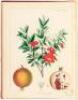 Illustrations of Medical Botany Consisting of Coloured Figures of the Plants... Volumes, 1, 2, 3, & 5 - 2
