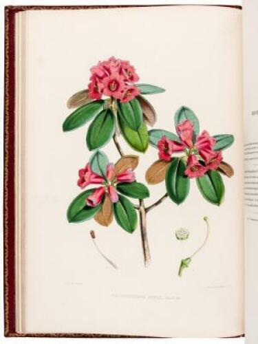 The Rhododendrons of Sikkim-Himalaya; being a account, botanical and geographical, of the Rhododendrons recently discovered in the mountains of Eastern Himalaya, from drawings and descriptions made on the spot, during a government botanical mission to tha