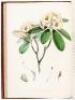 The Rhododendrons of Sikkim-Himalaya; being a account, botanical and geographical, of the Rhododendrons recently discovered in the mountains of Eastern Himalaya, from drawings and descriptions made on the spot, during a government botanical mission to tha - 2