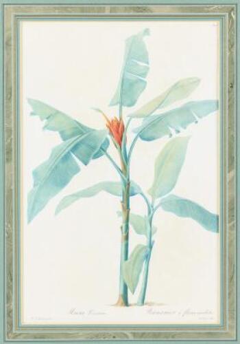 Musa Coccinea - Bananier a fleurs ecarlates