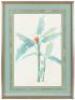 Musa Coccinea - Bananier a fleurs ecarlates - 2