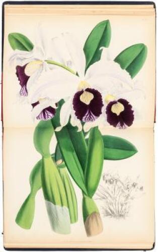 The Orchid Album, Comprising Coloured Figures and Descriptions of New, Rare, and Beautiful Orchidaceous Plants.