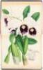 The Orchid Album, Comprising Coloured Figures and Descriptions of New, Rare, and Beautiful Orchidaceous Plants.