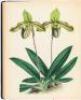The Orchid Album, Comprising Coloured Figures and Descriptions of New, Rare, and Beautiful Orchidaceous Plants. - 2