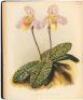 The Orchid Album, Comprising Coloured Figures and Descriptions of New, Rare, and Beautiful Orchidaceous Plants. - 3