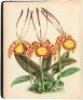 The Orchid Album, Comprising Coloured Figures and Descriptions of New, Rare, and Beautiful Orchidaceous Plants. - 4