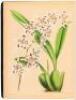 The Orchid Album, Comprising Coloured Figures and Descriptions of New, Rare, and Beautiful Orchidaceous Plants. - 5