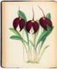 The Orchid Album, Comprising Coloured Figures and Descriptions of New, Rare, and Beautiful Orchidaceous Plants. - 6