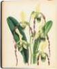 The Orchid Album, Comprising Coloured Figures and Descriptions of New, Rare, and Beautiful Orchidaceous Plants. - 7