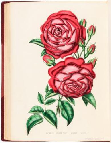 Beauties of the Rose. Containing Portraits of the Principal Varieties of the Choicest Perpetuals with Plain Instructions for their Cultivation