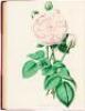 Beauties of the Rose. Containing Portraits of the Principal Varieties of the Choicest Perpetuals with Plain Instructions for their Cultivation - 2