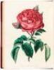 Beauties of the Rose. Containing Portraits of the Principal Varieties of the Choicest Perpetuals with Plain Instructions for their Cultivation - 3