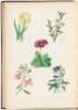 The Botanic Garden; Consisting of Highly Finished Figures of Hardy Ornamental Flowering Plants Cultivated in Great Britain... - 2