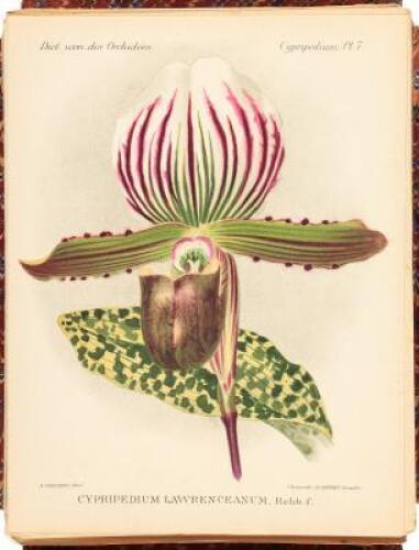 Dictionnaire Iconographique des Orchidees