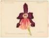Dictionnaire Iconographique des Orchidees - 3