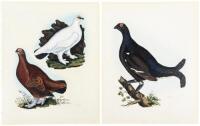 Six hand-colored ornithological engravings from "Illustrations of British Ornithology"