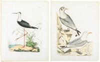 Six hand-colored ornithological engravings, of water birds and waders, from "Illustrations of British Ornithology"