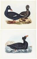 Six hand-colored ornithological engravings, of water birds, from "Illustrations of British Ornithology"
