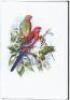 Australian Parrots - 3