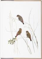 Finches of Australia