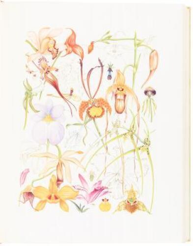 Orchidaceae